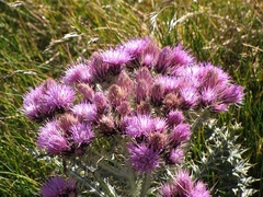 Carduus carlinoides