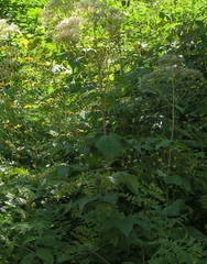 Valeriana pyrenaica