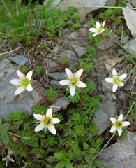 Saxifraga praetermissa