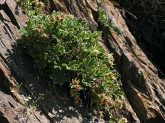 Potentilla nivalis