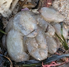 Ascidiella aspersa