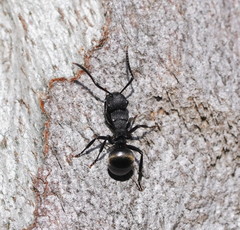 Polyrhachis phryne