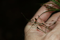 Exocarya sclerioides