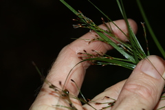 Exocarya sclerioides