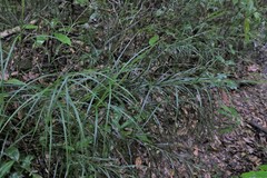 Exocarya sclerioides