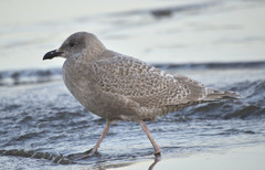 Larus argentatus × glaucescens