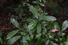 Atractocarpus benthamianus