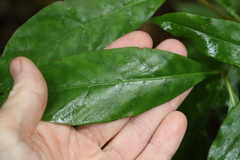 Atractocarpus benthamianus