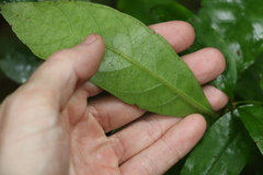 Atractocarpus benthamianus