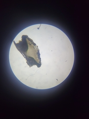 Amandinea dakotensis