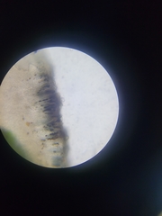 Amandinea dakotensis