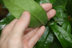 Atractocarpus benthamianus