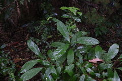 Atractocarpus benthamianus