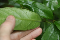 Atractocarpus benthamianus