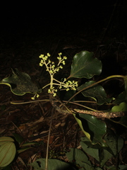 Image of Oreopanax nubigenus