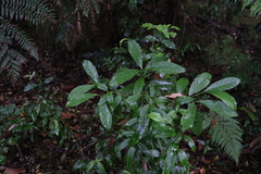 Atractocarpus benthamianus