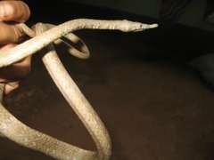 Langaha madagascariensis