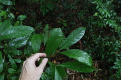 Atractocarpus benthamianus