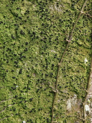 Phyllopsora chlorophaea