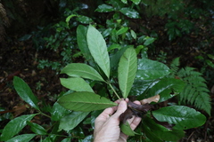 Atractocarpus benthamianus