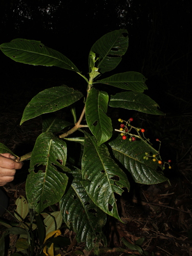 Psychotria sylvivaga image