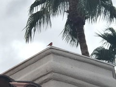 Pyrocephalus rubinus