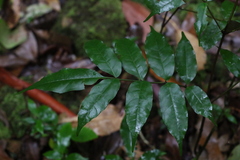 Pandorea baileyana