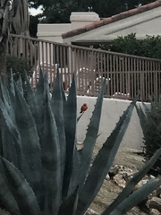 Pyrocephalus rubinus