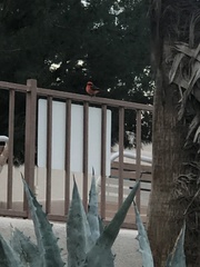 Pyrocephalus rubinus