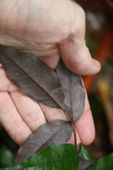 Pandorea baileyana