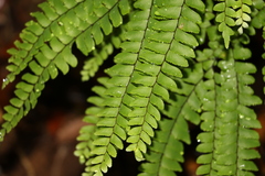 Adiantum silvaticum