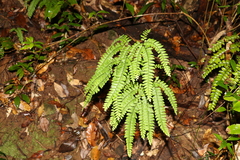 Adiantum silvaticum