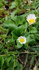 Bellis perennis