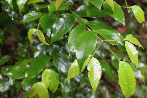 Image of Daphnandra tenuipes by (c) Greg Tasney, some rights reserved (CC BY-SA)