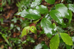 Atherospermataceae