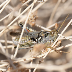 Melanoplus complanatipes