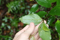 Atherospermataceae