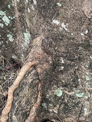 Anolis cristatellus