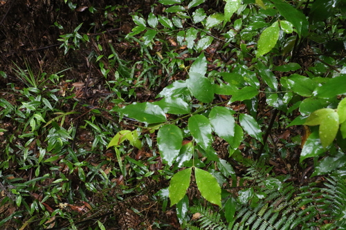 Image of Daphnandra tenuipes by (c) Greg Tasney, some rights reserved (CC BY-SA)