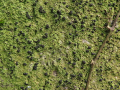 Phyllopsora chlorophaea