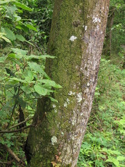 Phyllopsora chlorophaea