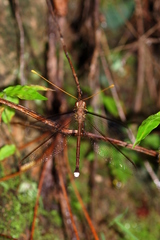 Haploglenius flavicornis