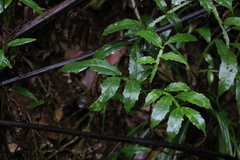 Harpullia alata
