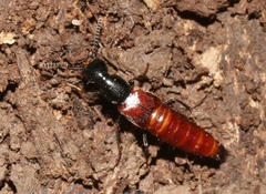 Hesperus baltimorensis