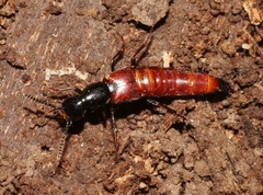 Hesperus baltimorensis