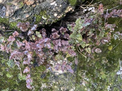 Myriopteris parryi