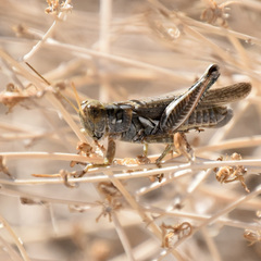 Melanoplus complanatipes
