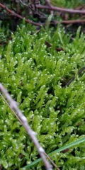 Hypnum jutlandicum