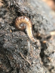 Caseyidae