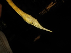 Langaha madagascariensis